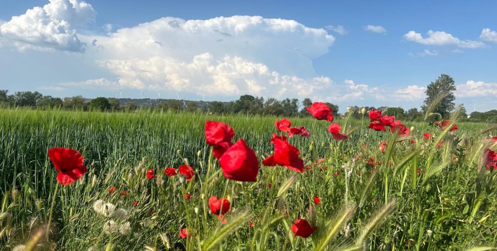 amapolas 2